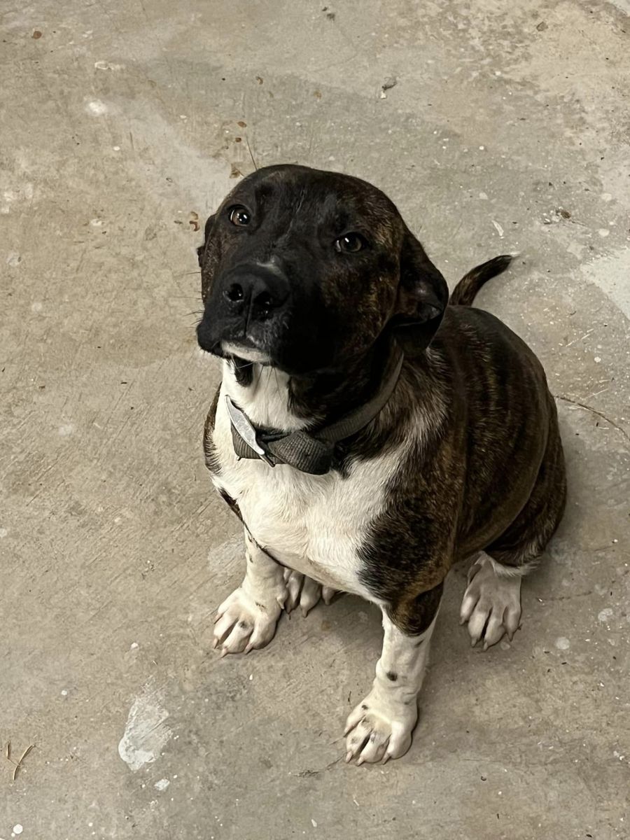 Animal Services The Town of West Siloam Springs