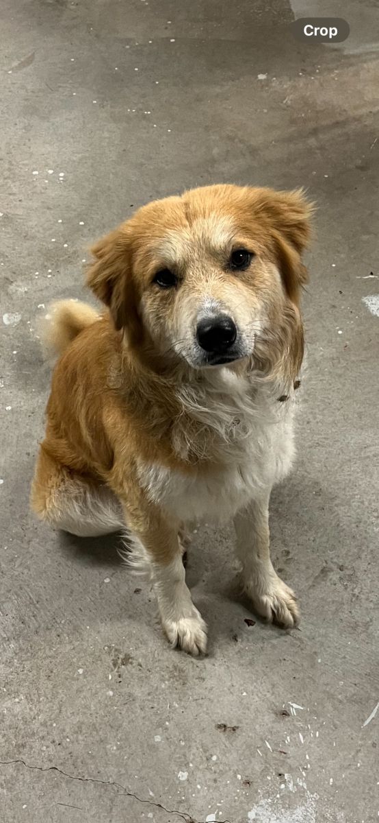 Animal Services The Town of West Siloam Springs