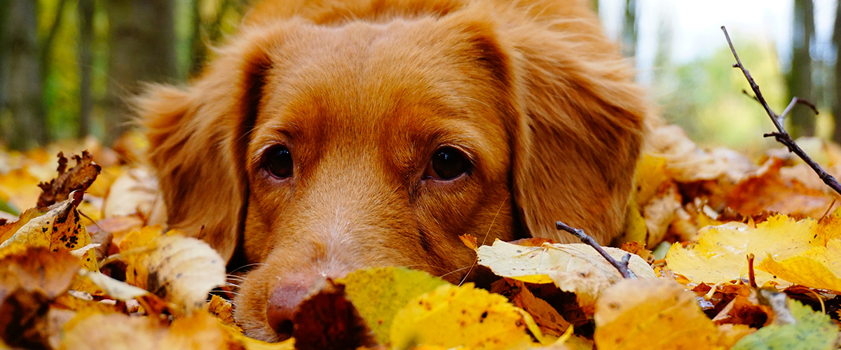 fall dog 